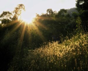 Edie Melson Creating the light of God